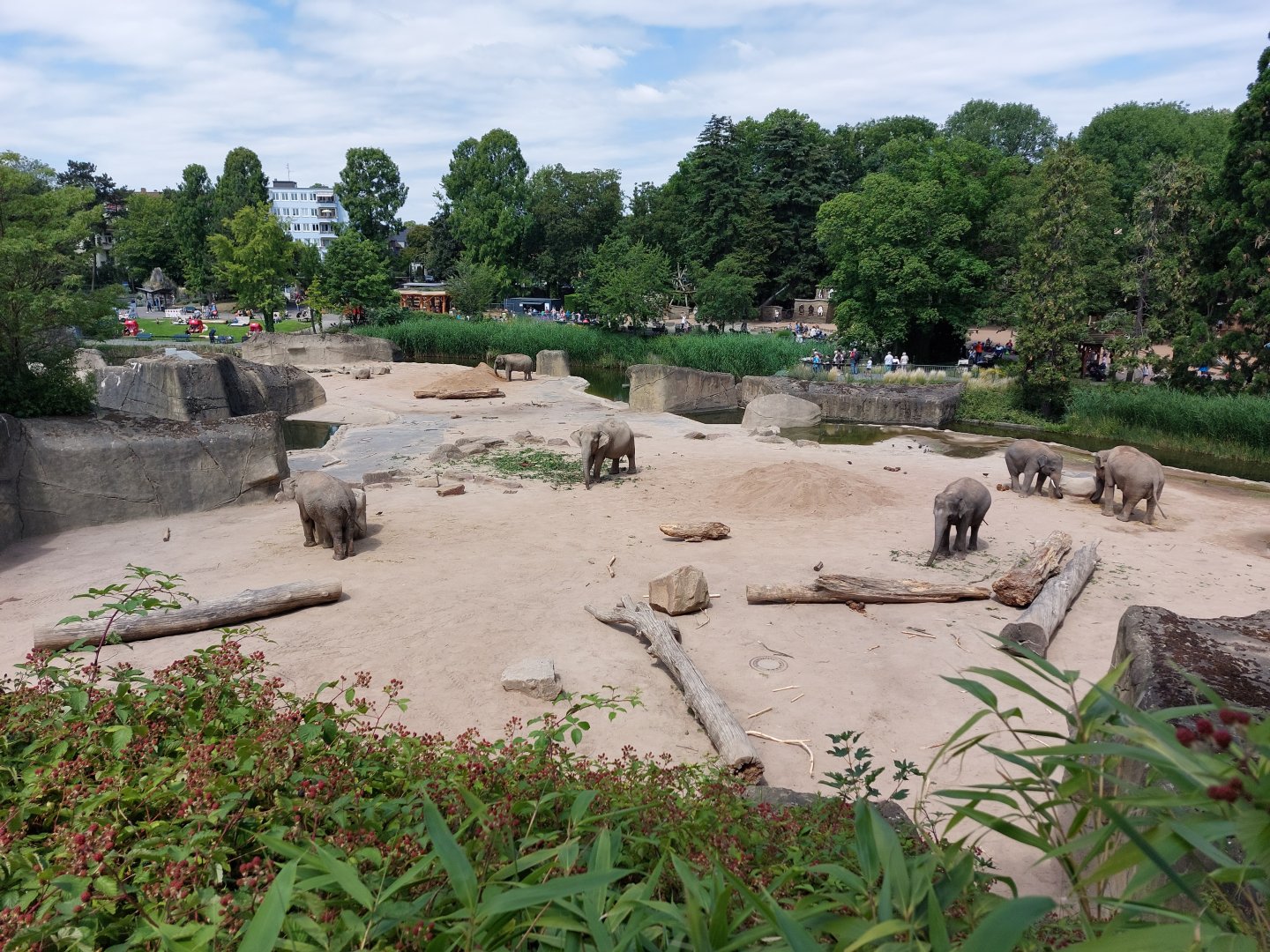 Part of Asian elephant exhibit