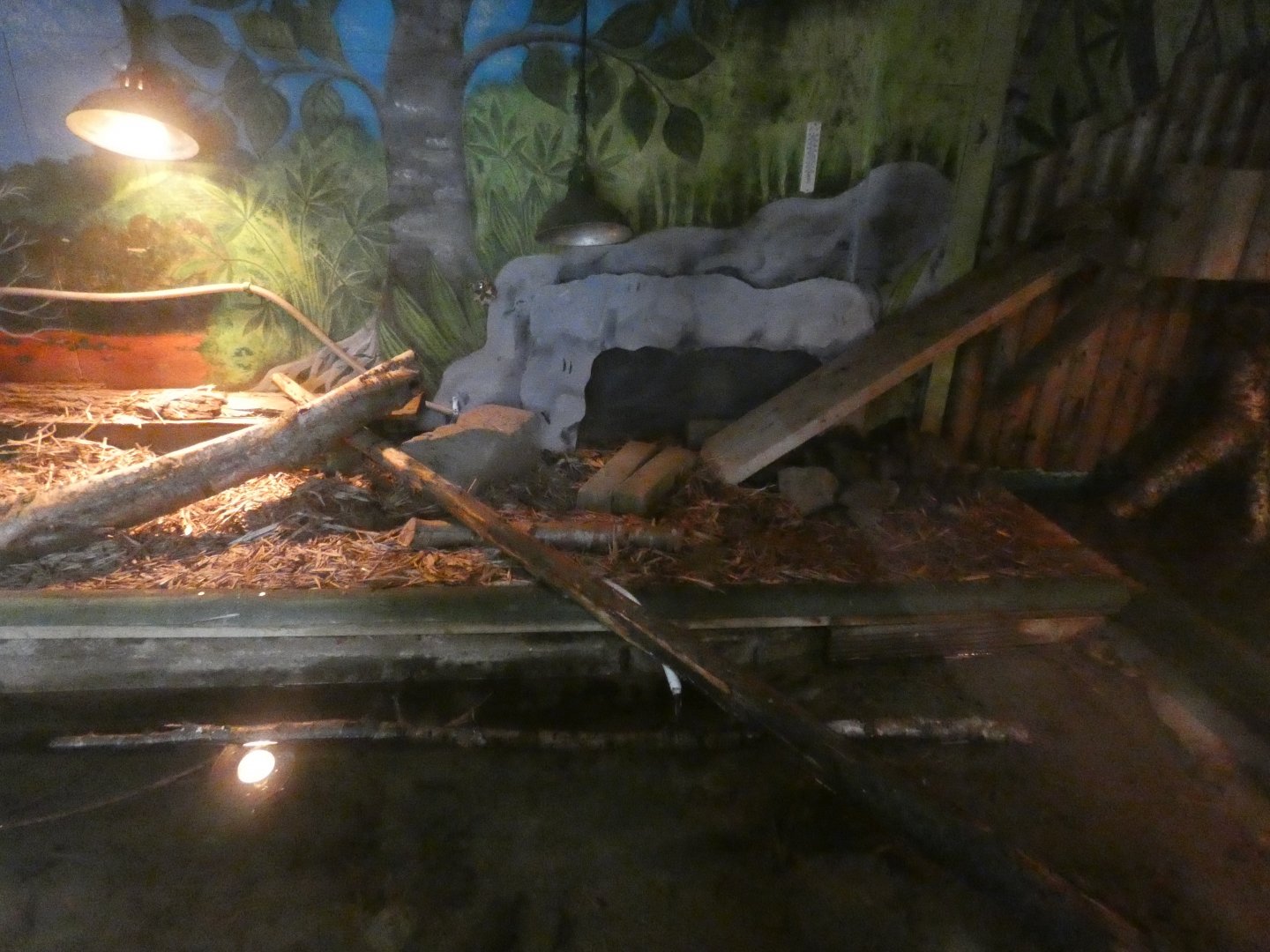 Part of Asian Short-clawed Otter Enclosure (Former Caiman Enclosure)