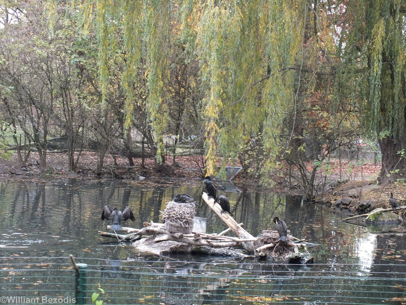 Part of Australia Enclosure