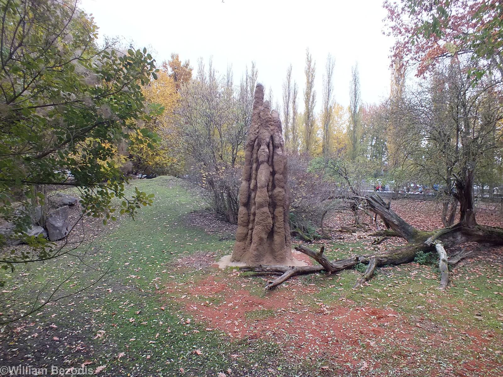 Part of Australia Enclosure