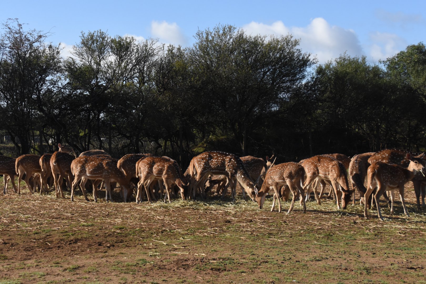 Part of Axis Deer enclosure