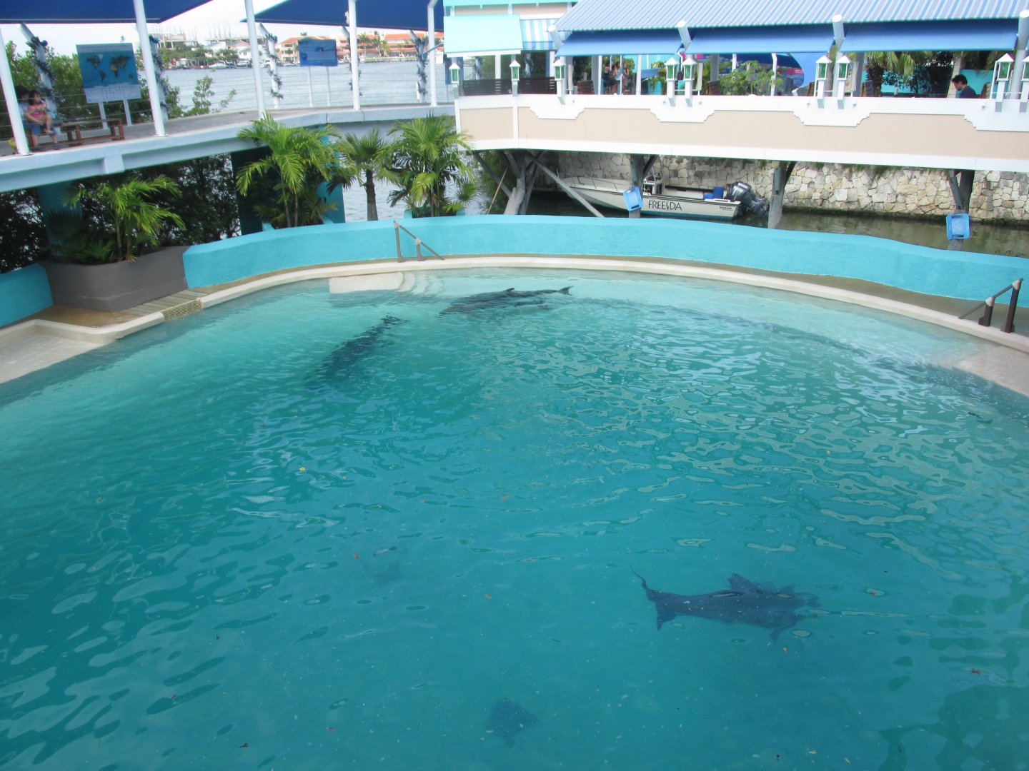 part of bachelor dolphin pool