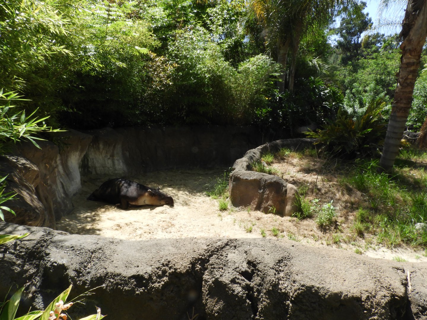 Part of Baird's tapir enclosure