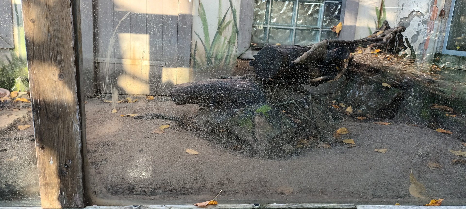 Part of Banded Mongoose Enclosure