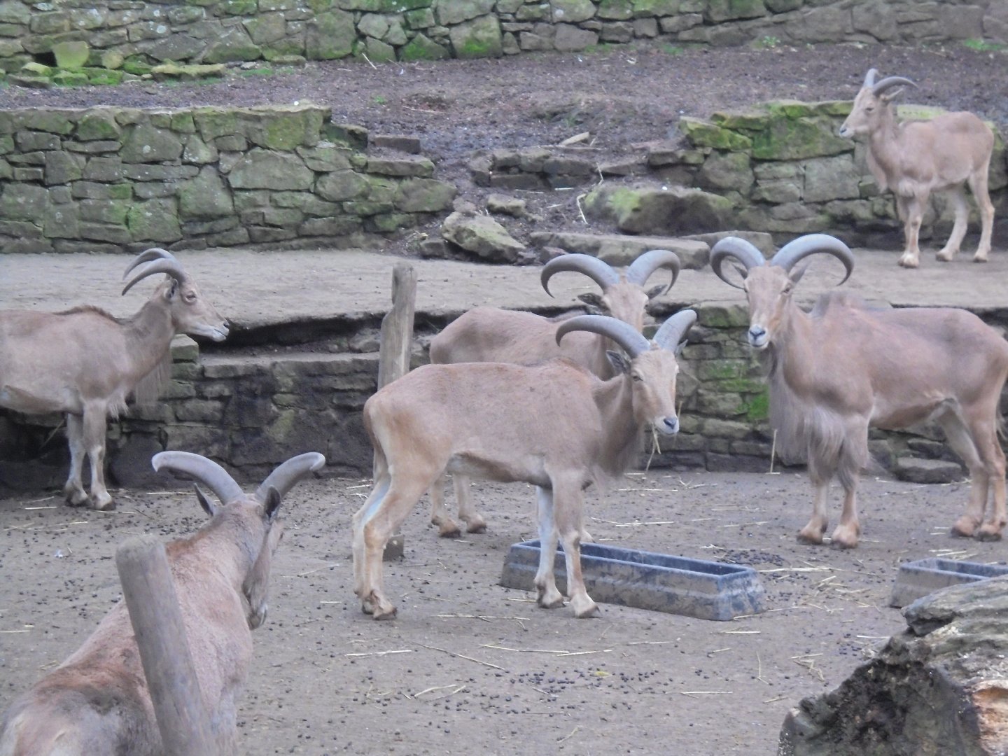 Part of Barbary Sheep group