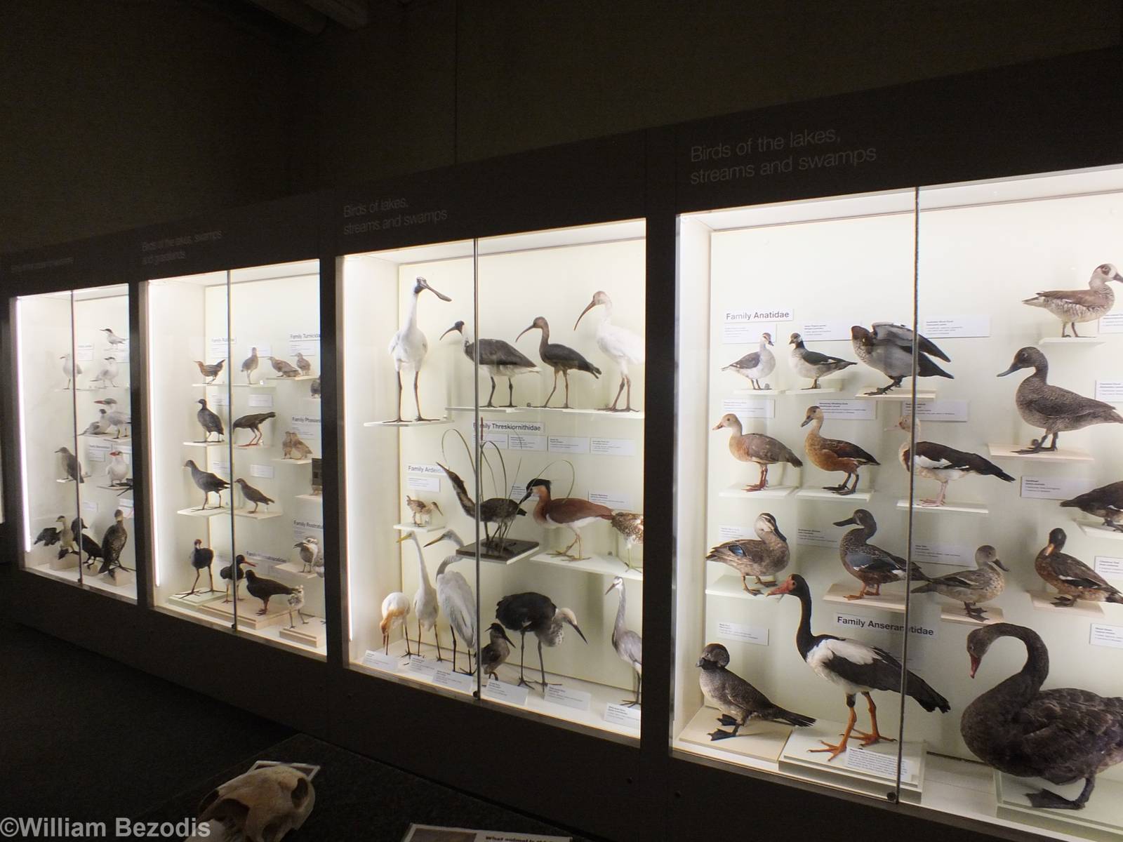 Part of Bird Display - Queensland Museum