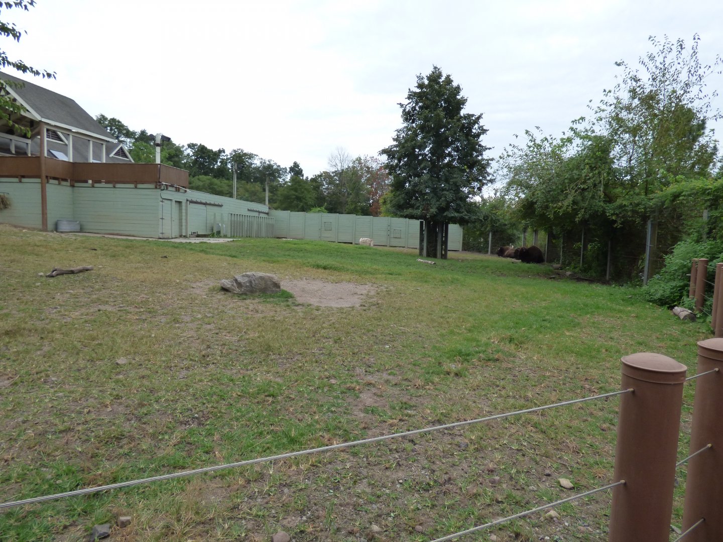 Part of Bison Exhibit - Sept. 2018