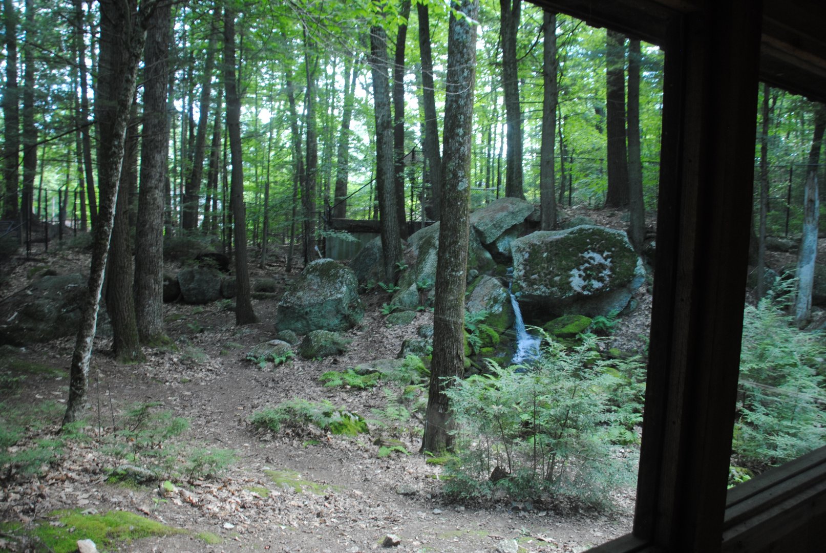 Part of Black Bear exhibit