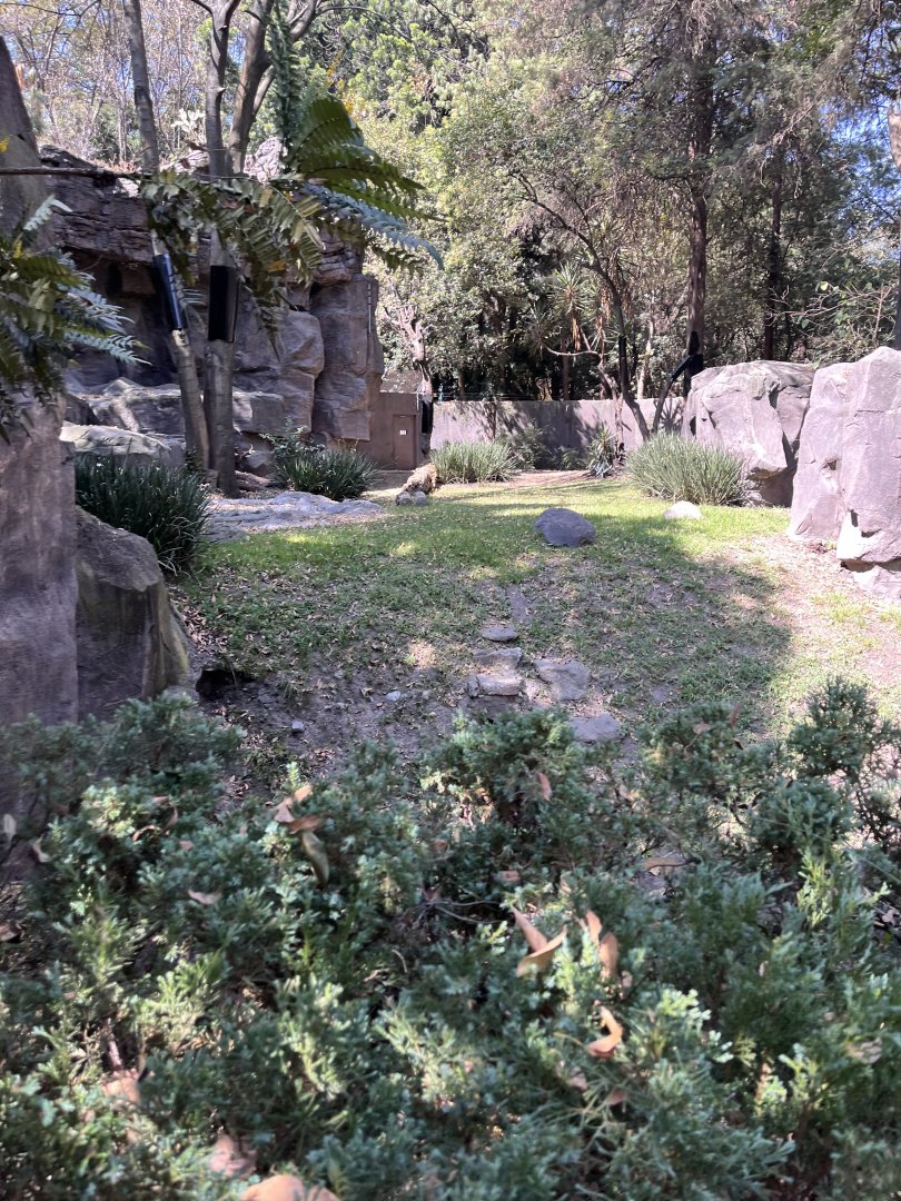 part of black bear exhibit