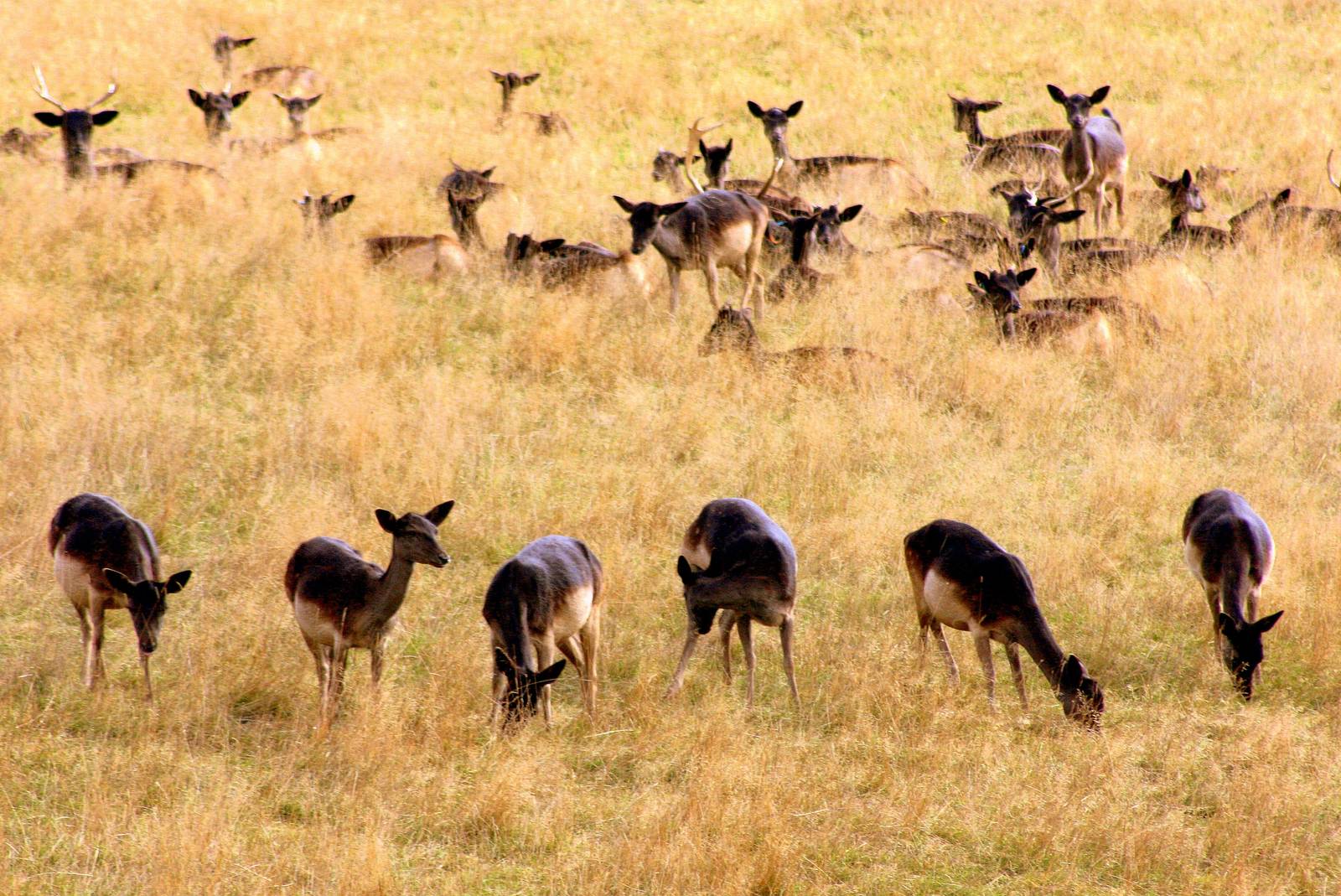 Part of black fallow deer herd; Whipsnade; 27th September 2014