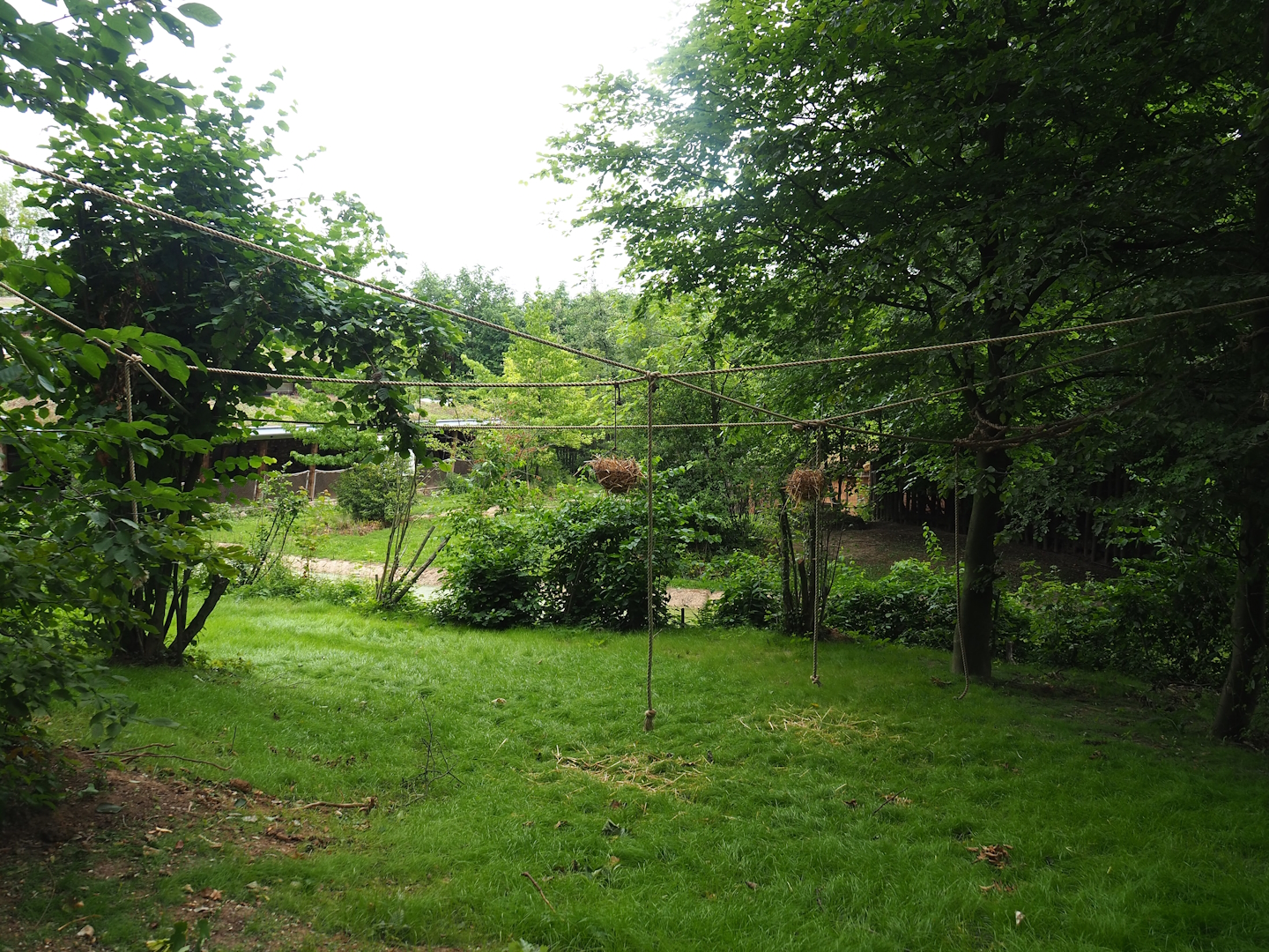 Part of Bolivian squirrel monkey forest walk-through, with former red river hog/future Eastern bongo exhibit in the background, 2023-07-18