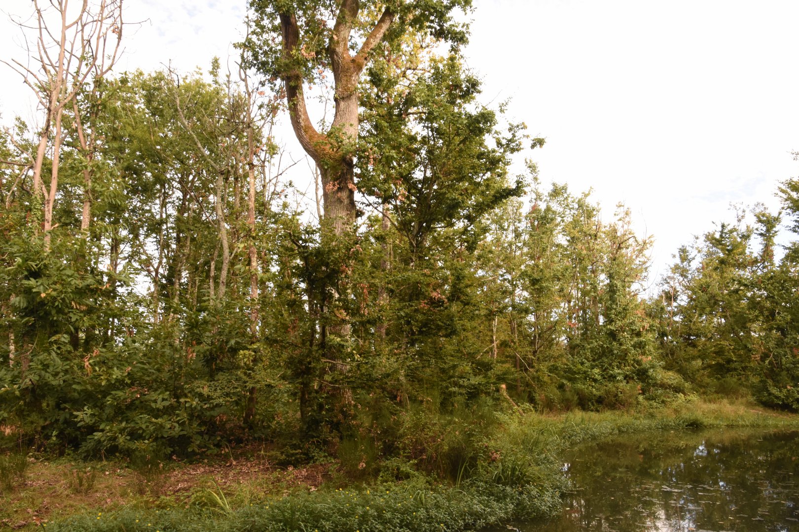 part of Bonobo island