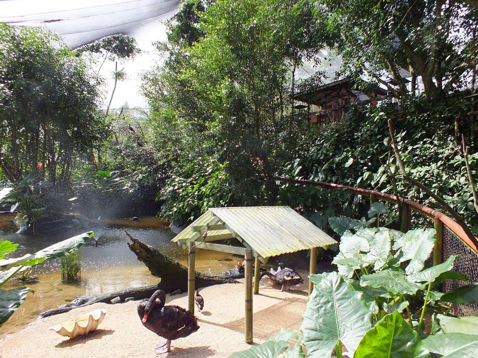 Part of Bottom Part of Aviary