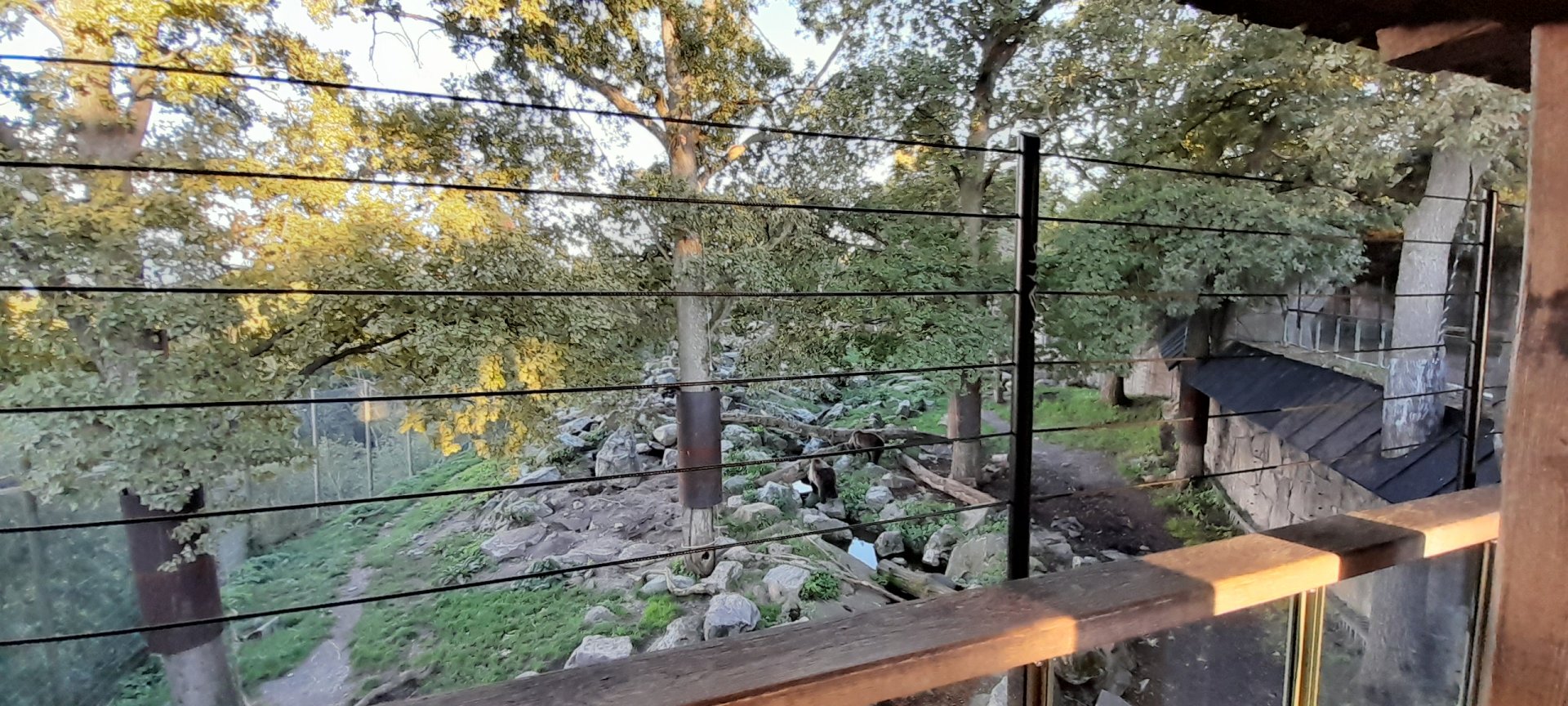 Part of Brown bear enclosure