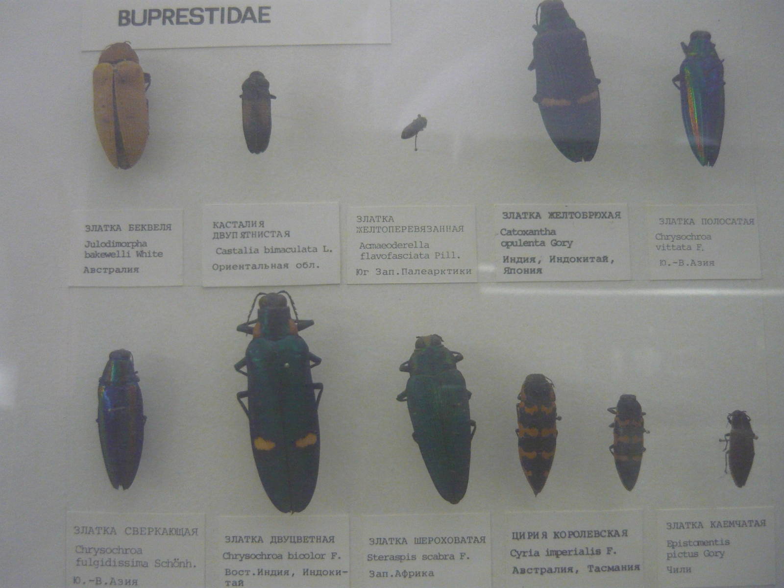Part of Bupestridae collection