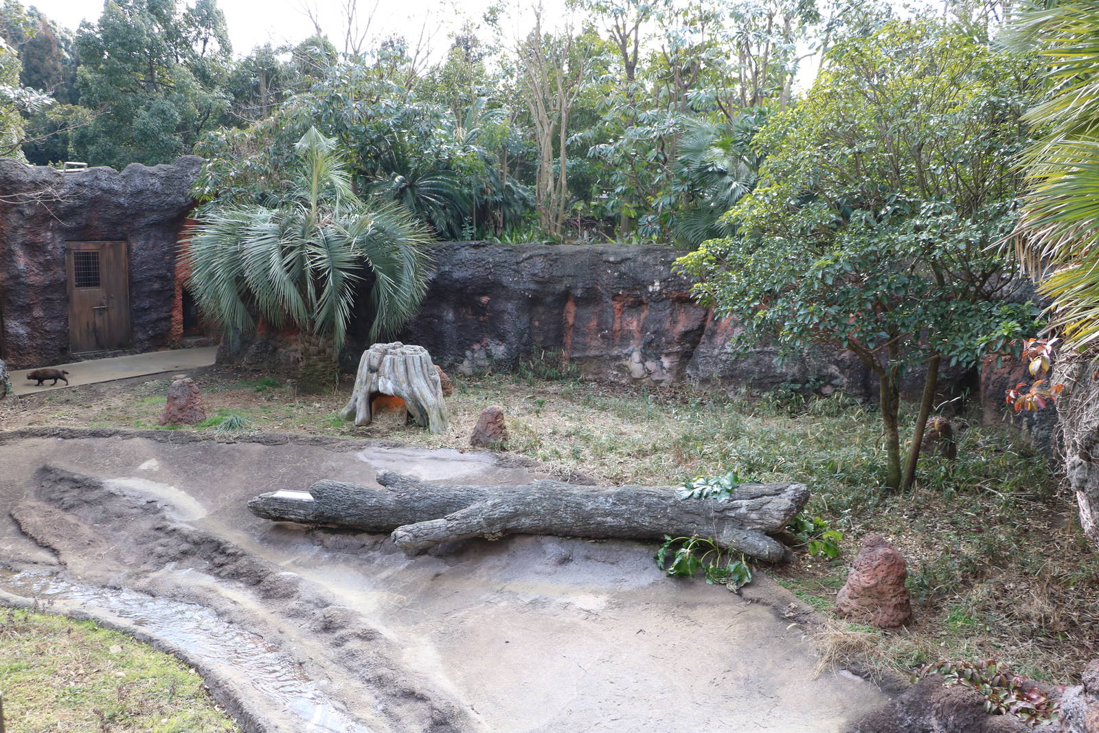 Part of bush dog enclosure, February 2016
