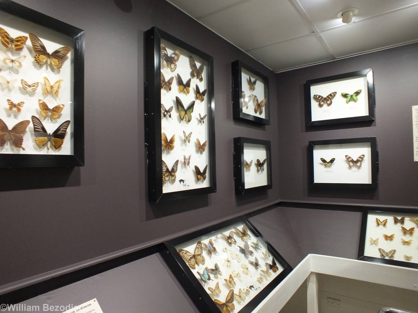 Part of Butterfly Museum