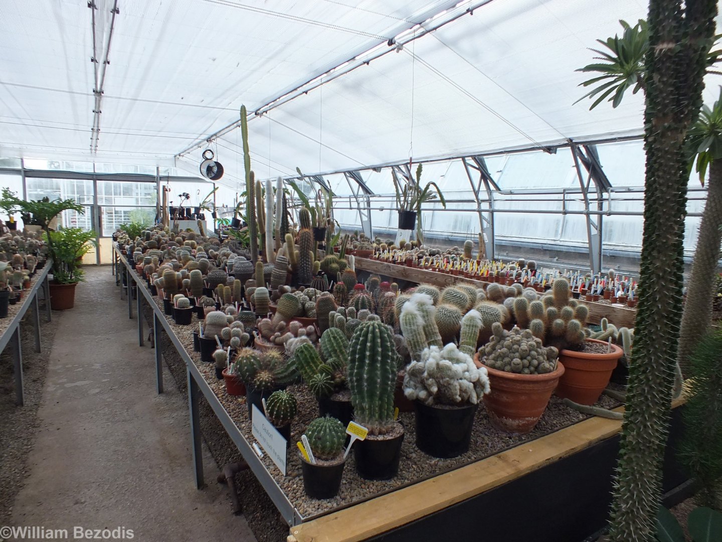 Part of Cactus Collection