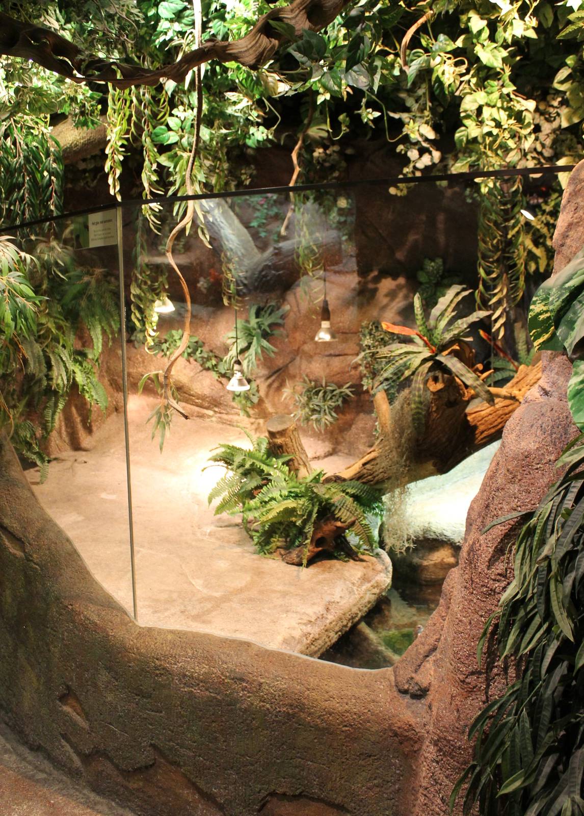 Part of Caiman-enclosure