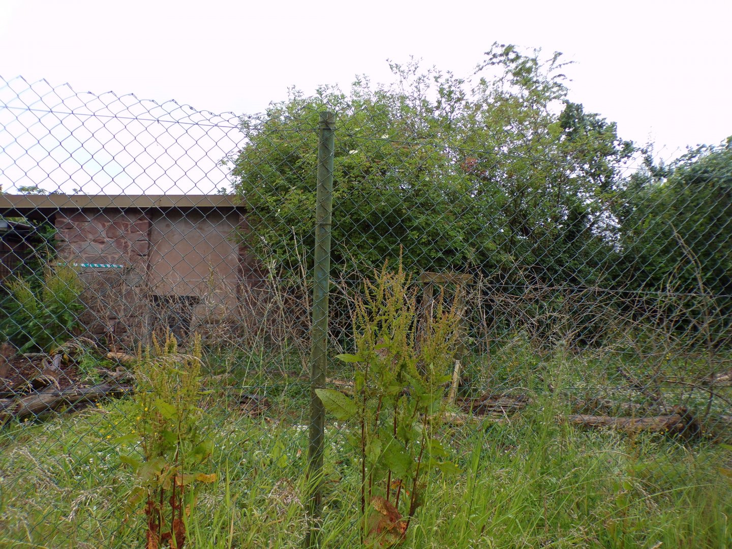 Part of capybara enclosure 29.6.24