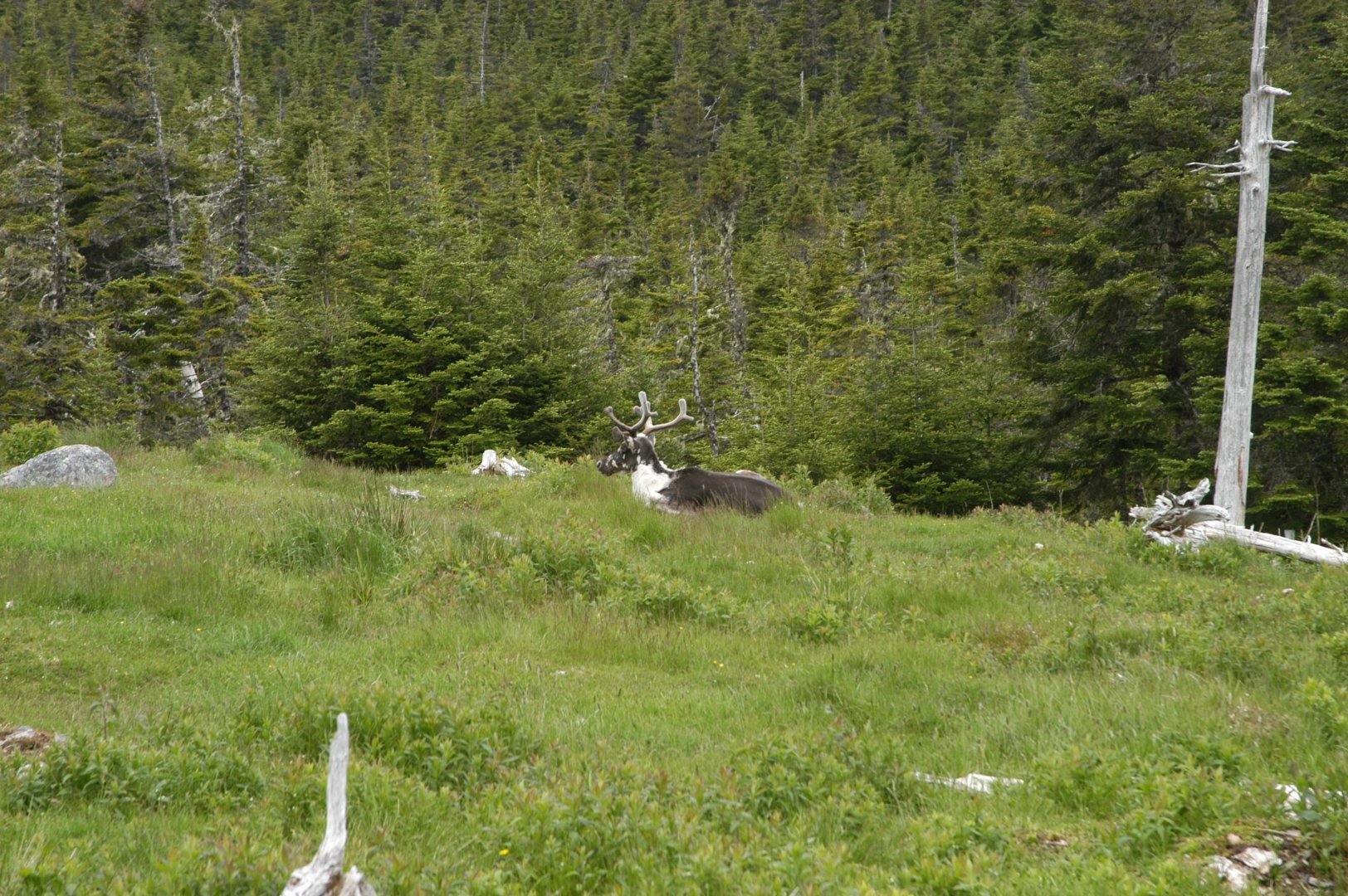 Part of Caribou exhibit