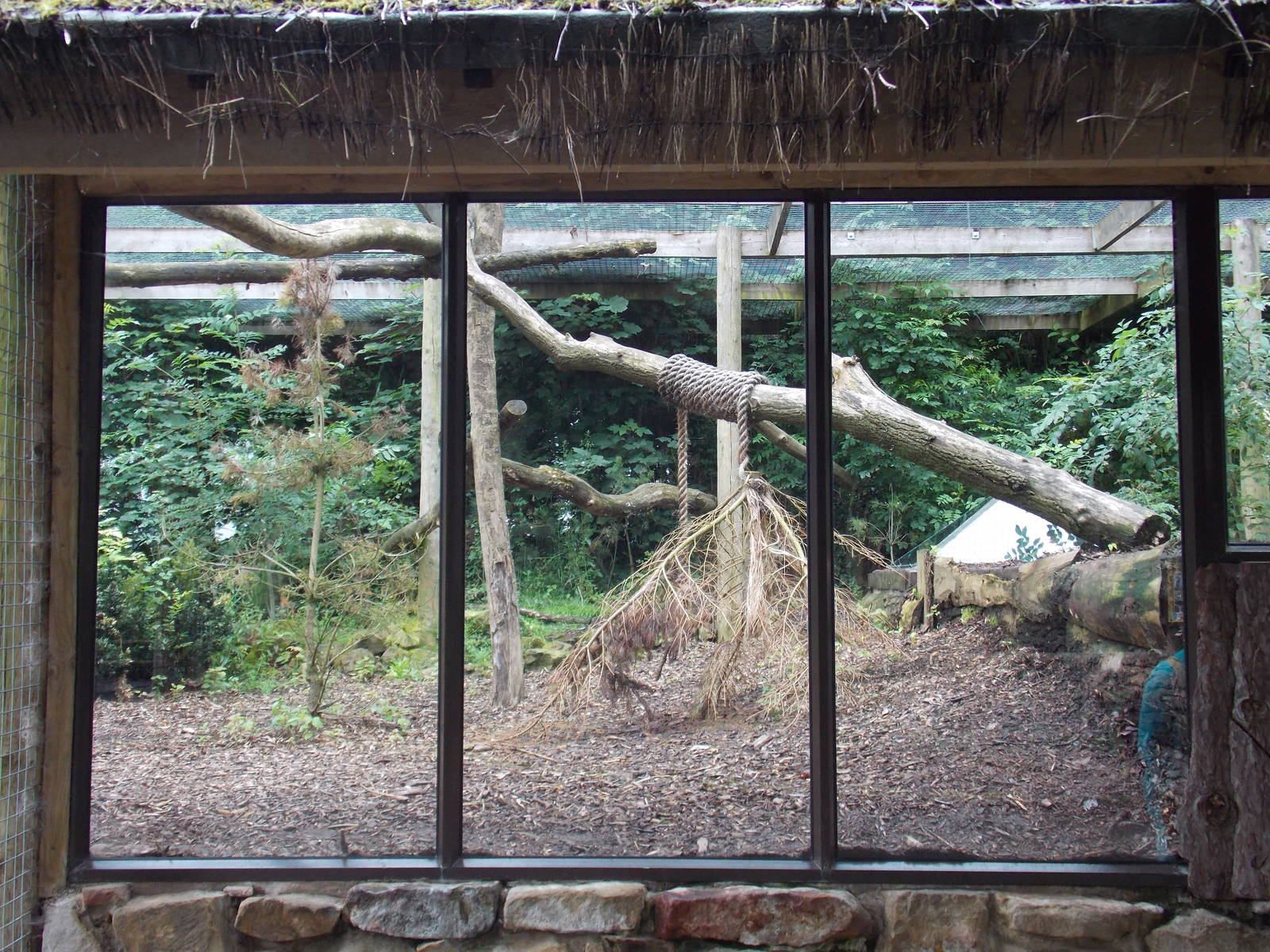 Part of Carpathian Lynx cage