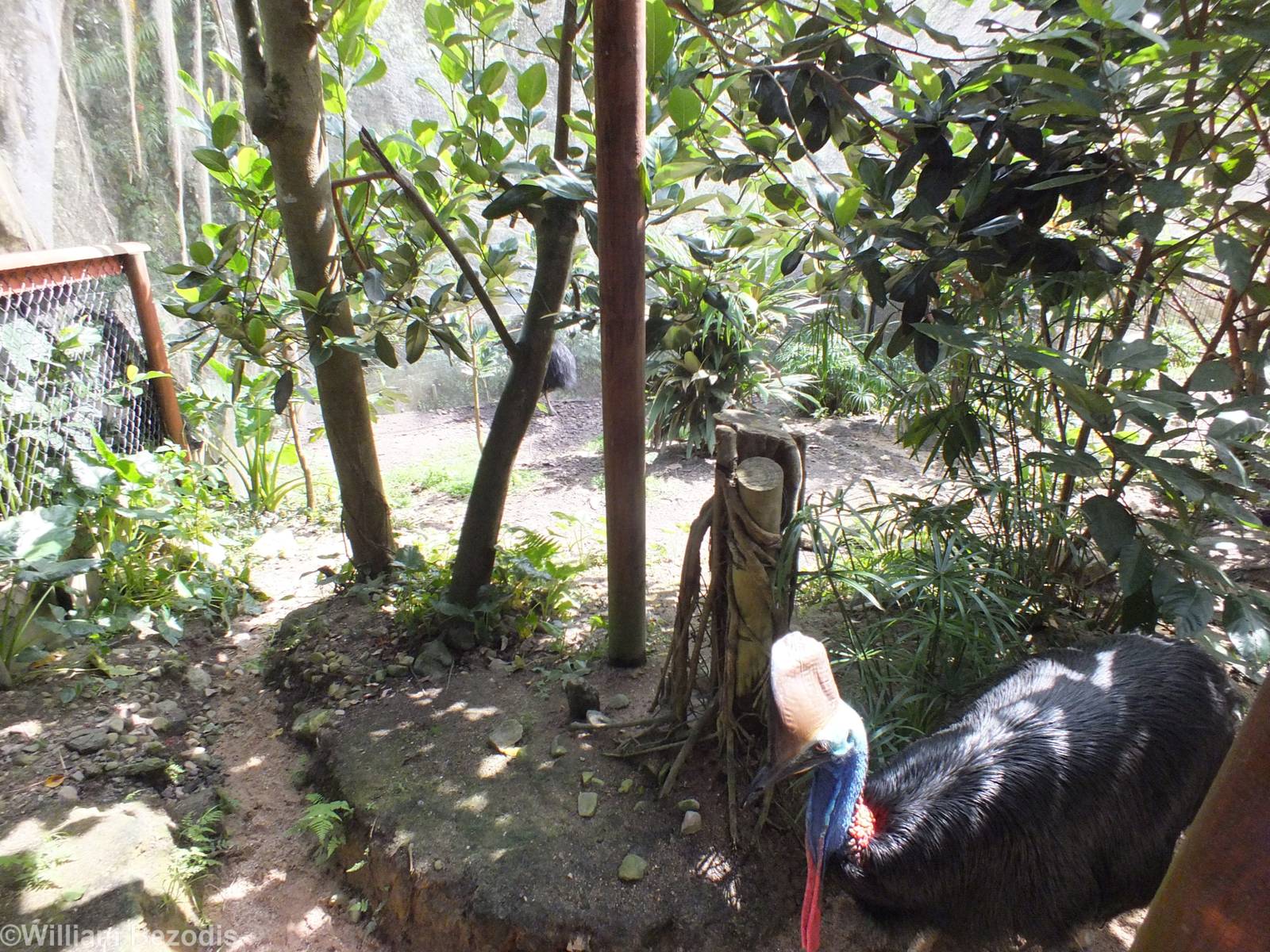 Part of Cassowary Enclosure