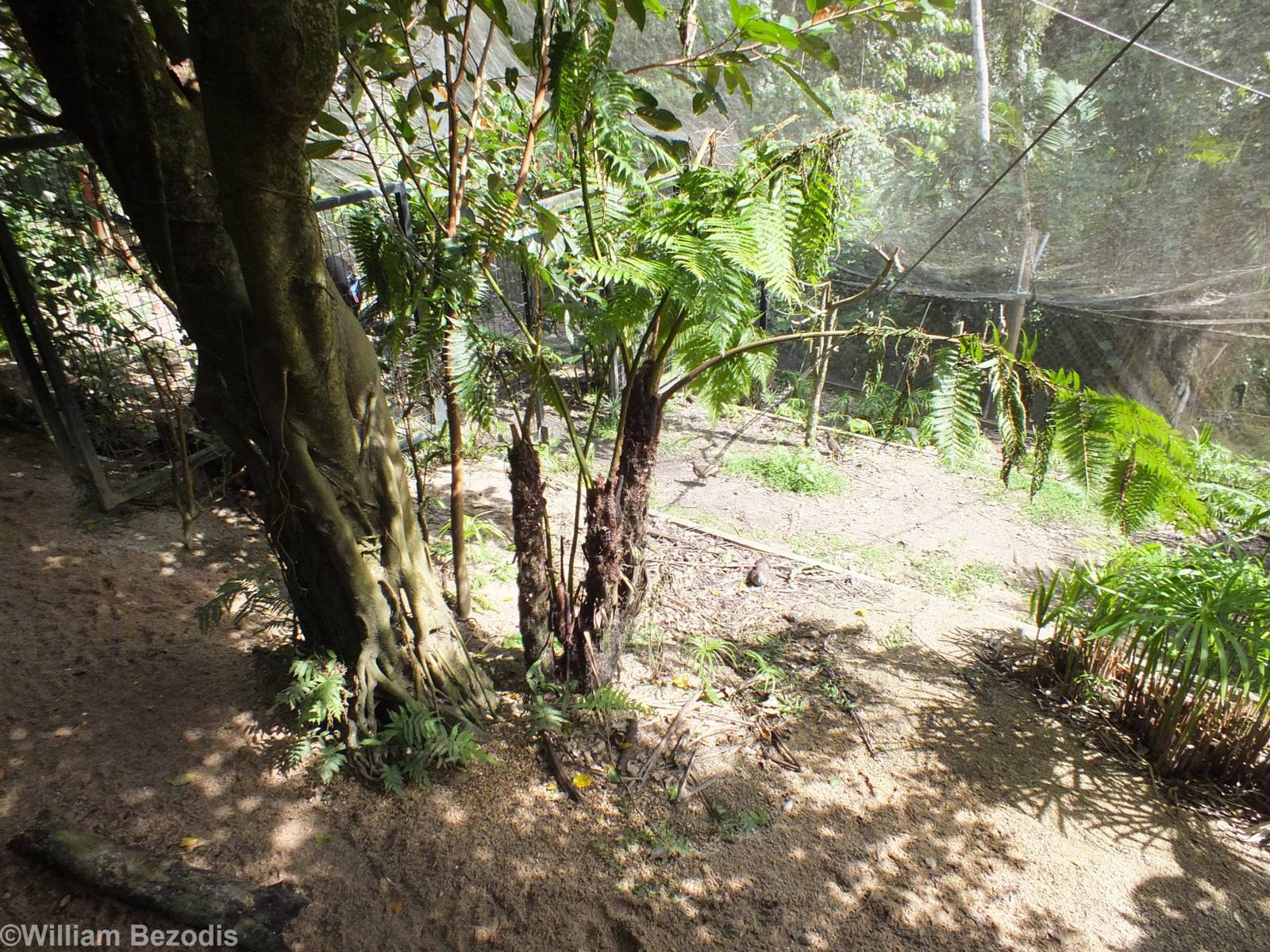 Part of Cassowary Enclosure