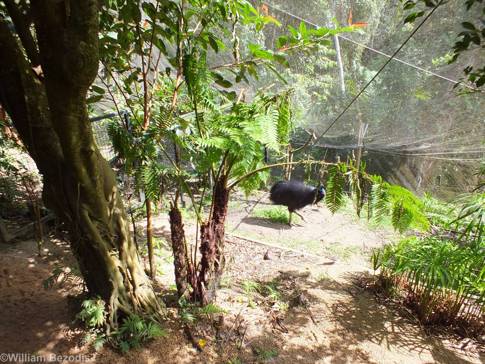 Part of Cassowary Enclosure