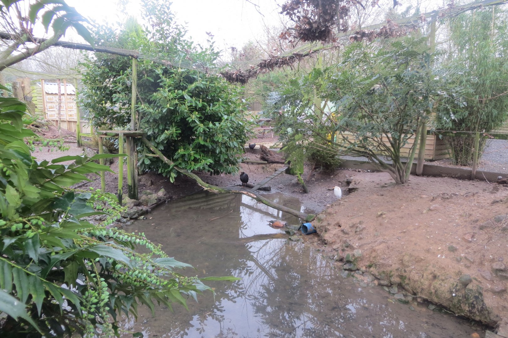 Part of central aviary 170219