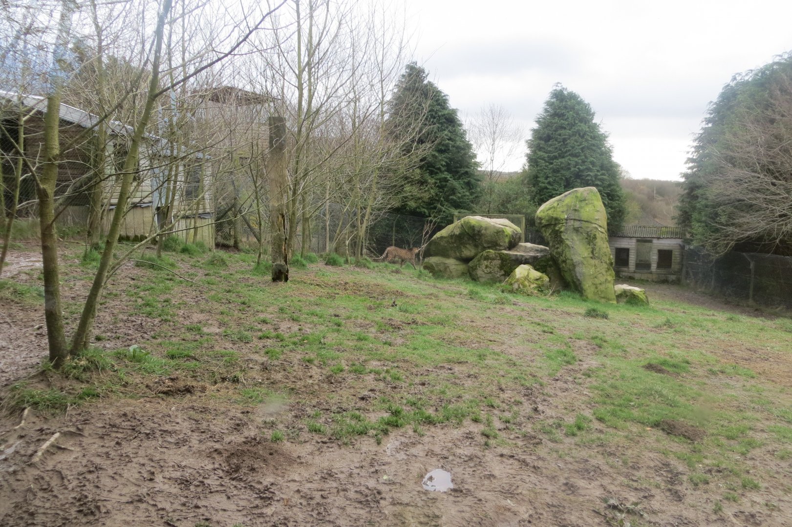 Part of Cheetah enclosure 040319