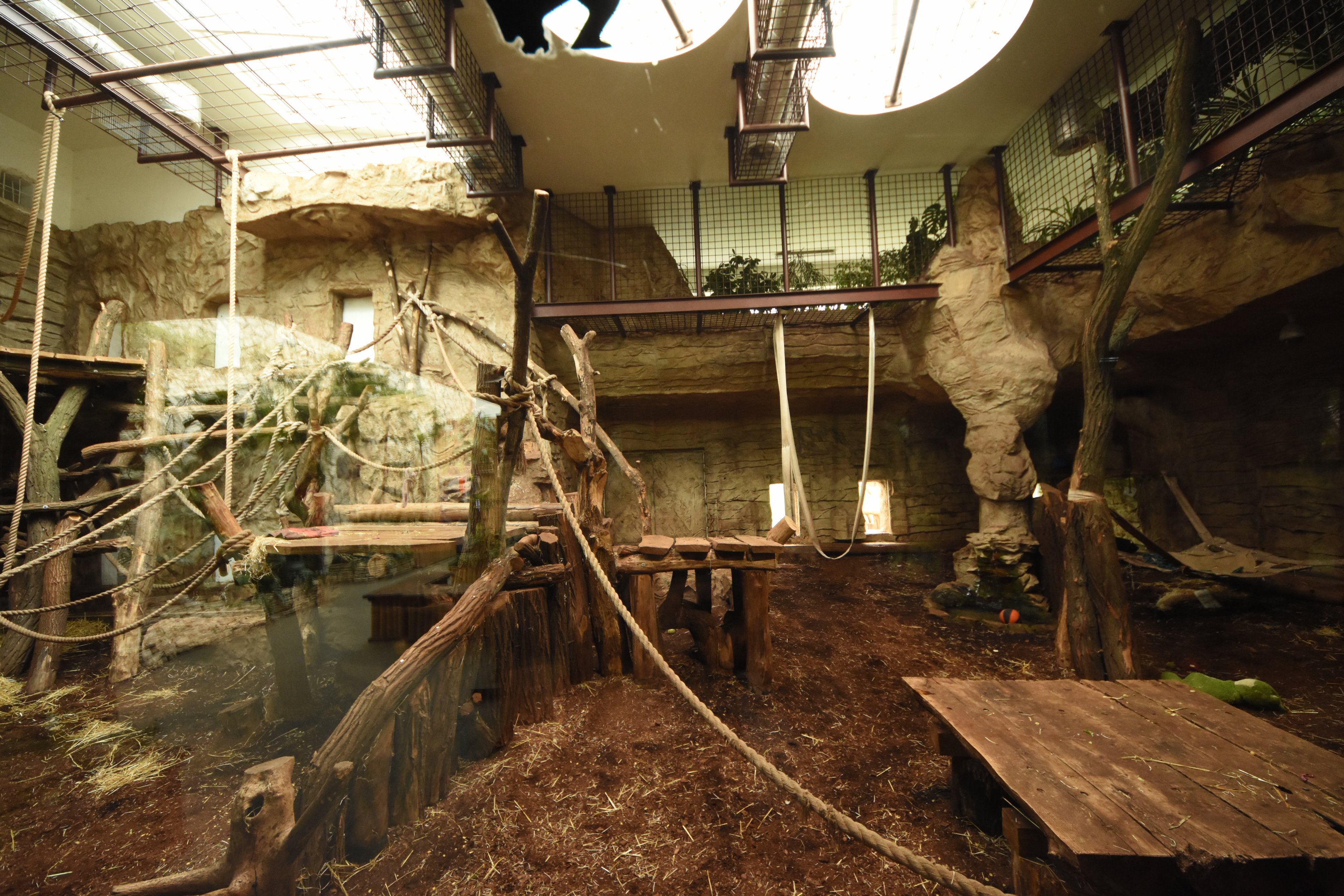 Part of Chimpanzee indoor enclosure