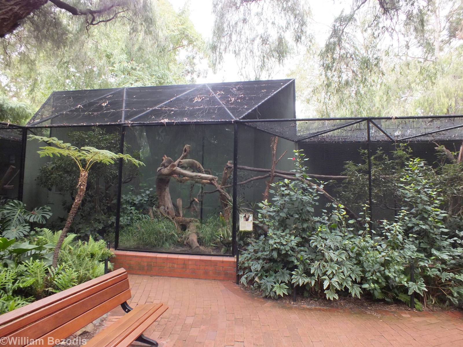 Part of Coati Exhibit