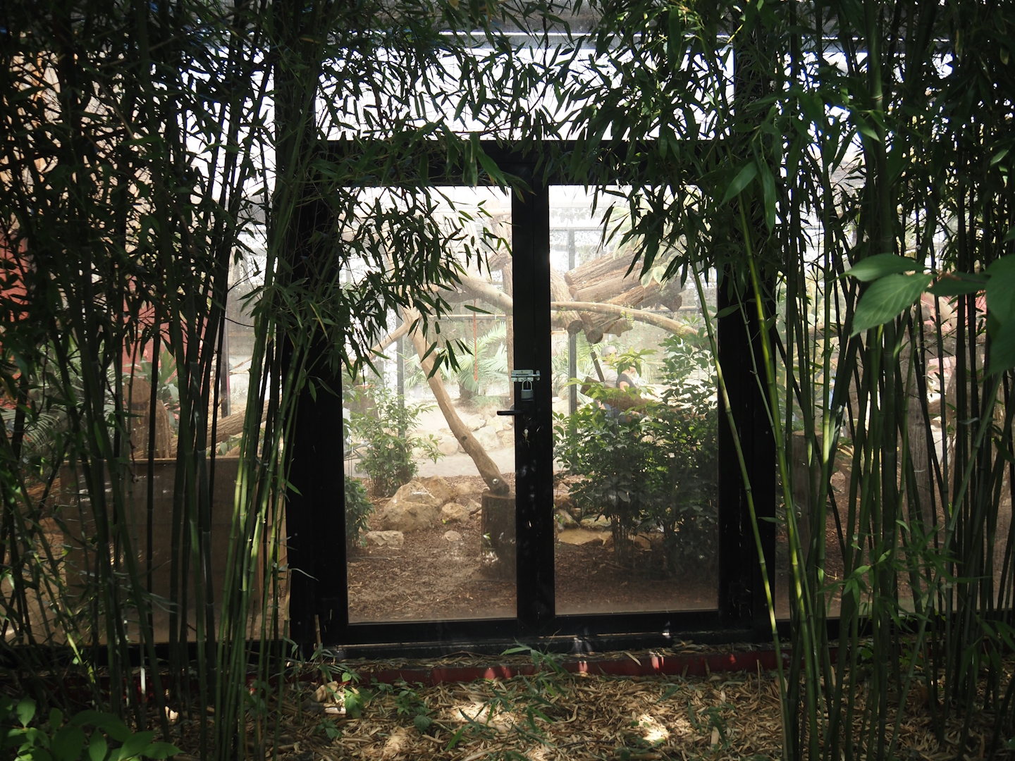 Part of Common palm civet exhibit (Former clouded leopard exhibit) seen from the outside, 2024-09-17