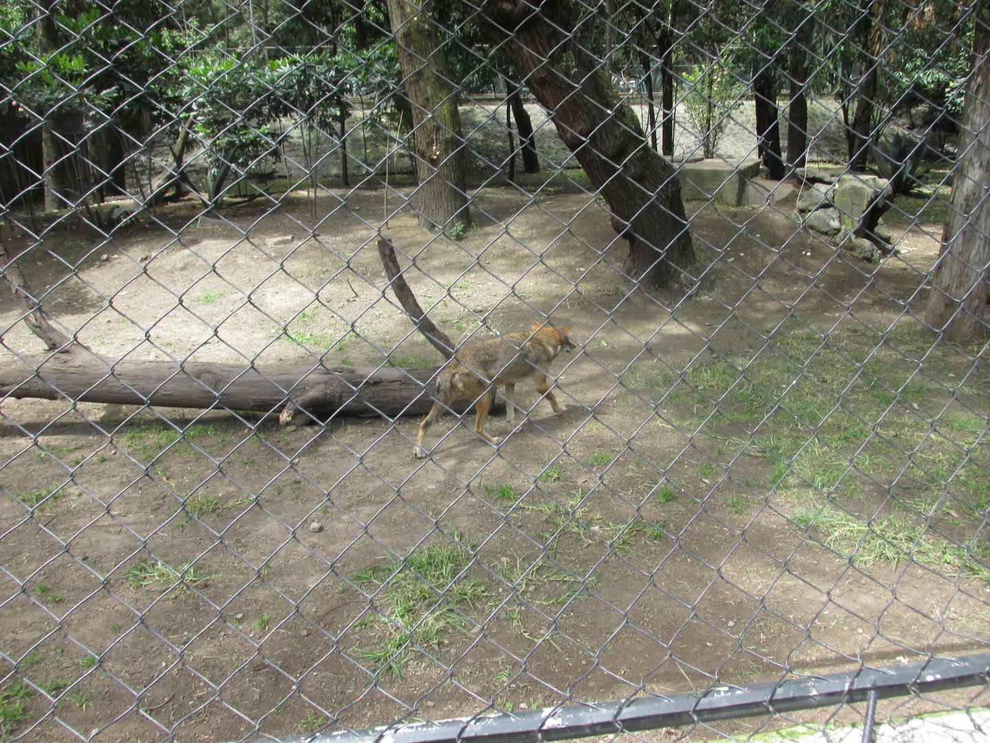 part of coyote exhibit