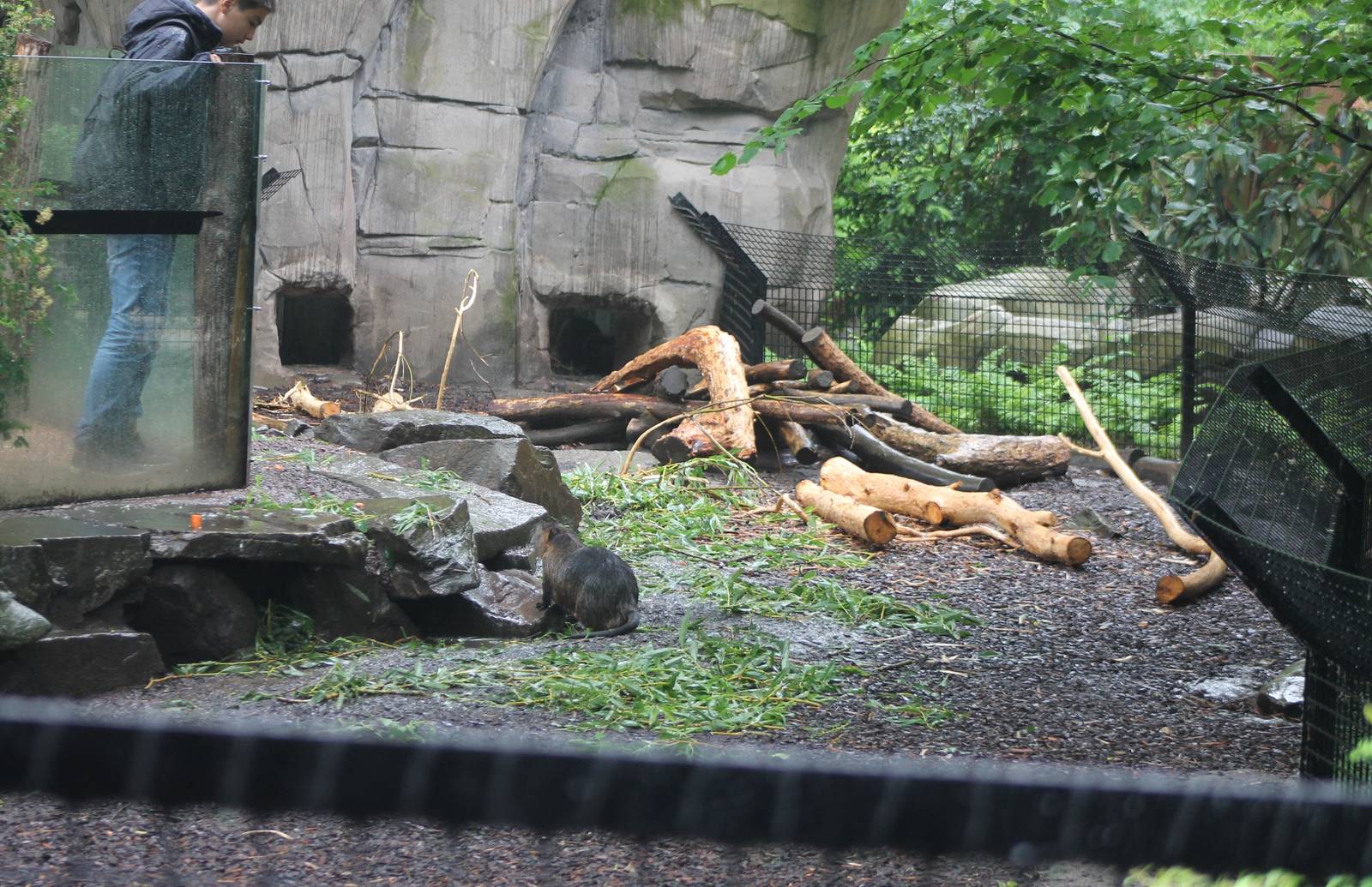 Part of Coypu-enclosure