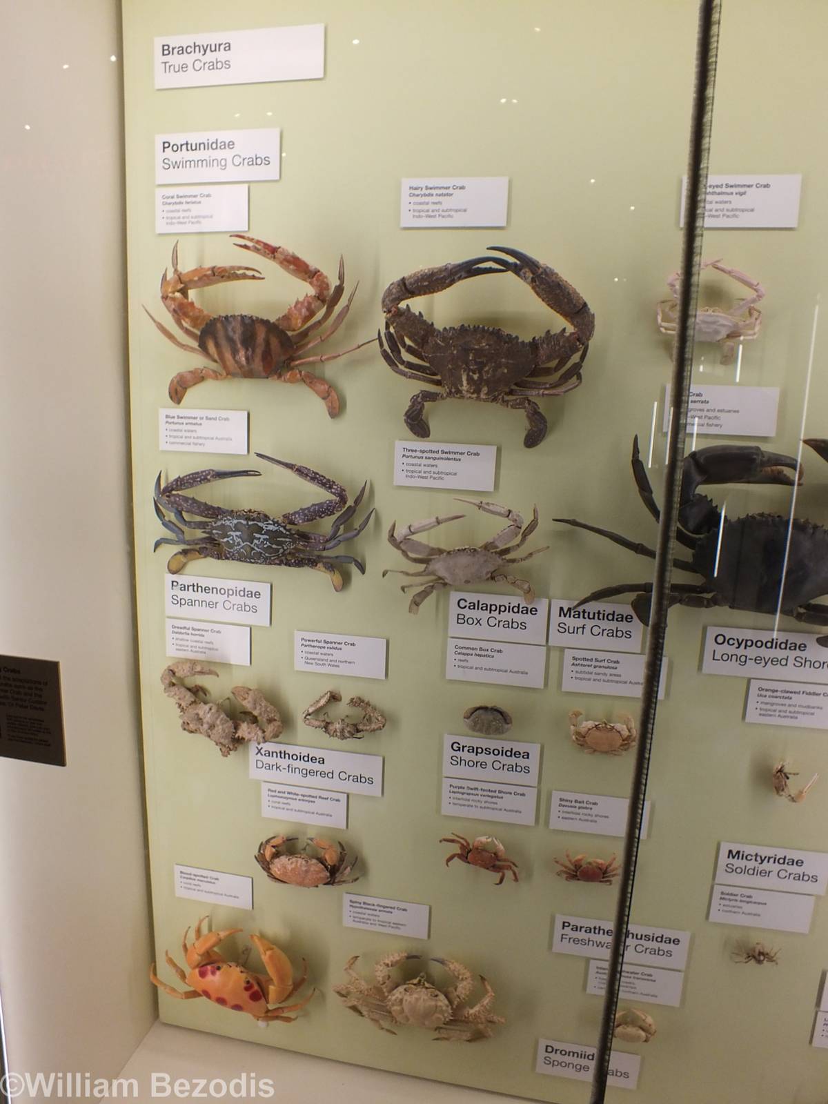 Part of Crab Display - Queensland Museum