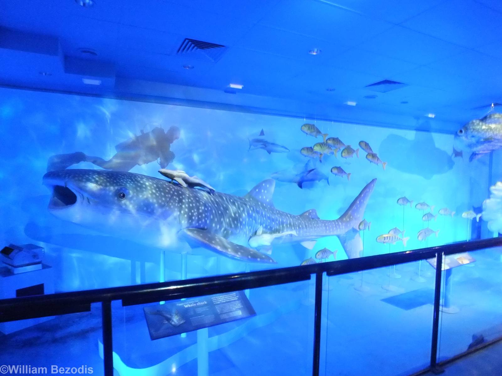 Part of Creatures of the Deep Display