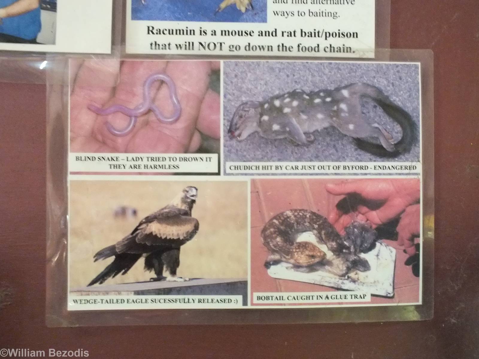 Part of Display of Injured Animals