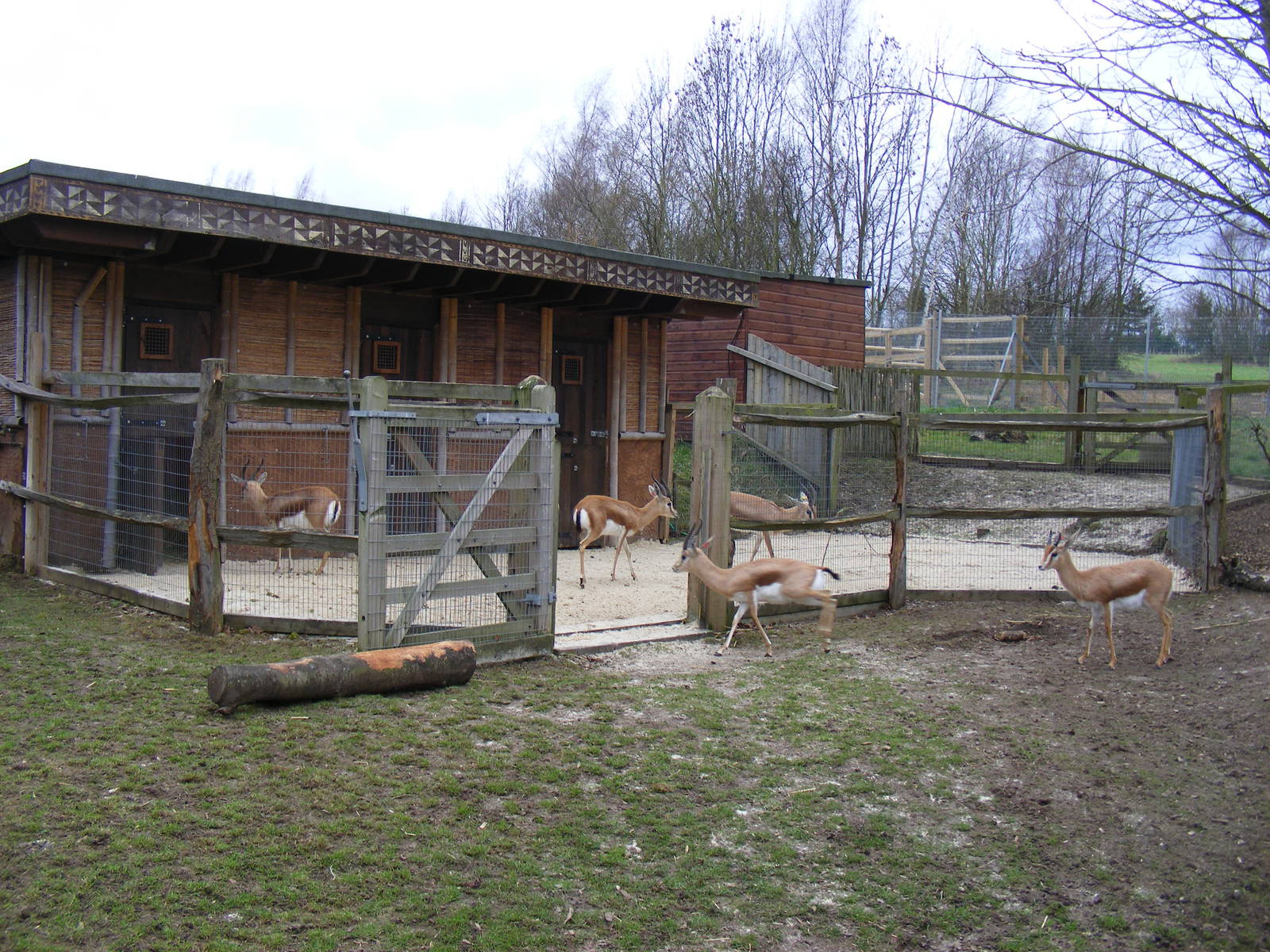 Part of Dorcas gazelle enclosure at Chessington Zoo, 6 February 2011