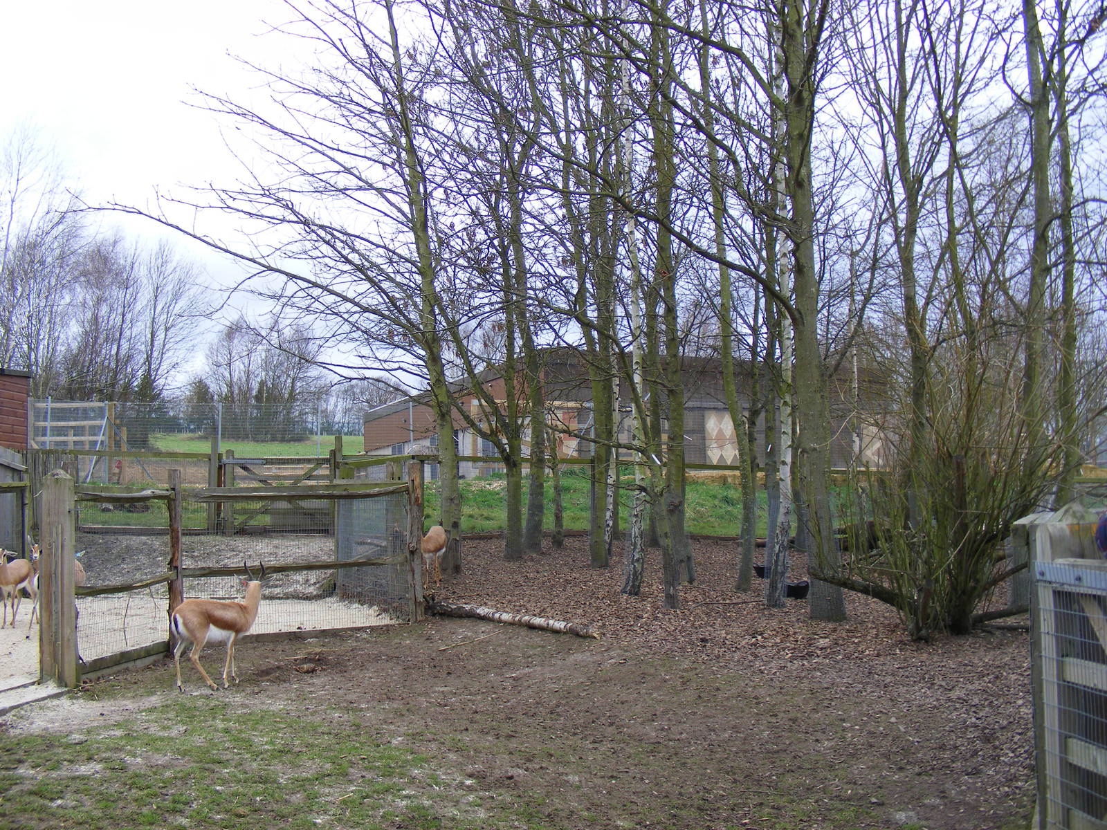 Part of Dorcas gazelle enclosure at Chessington Zoo, 6 February 2011
