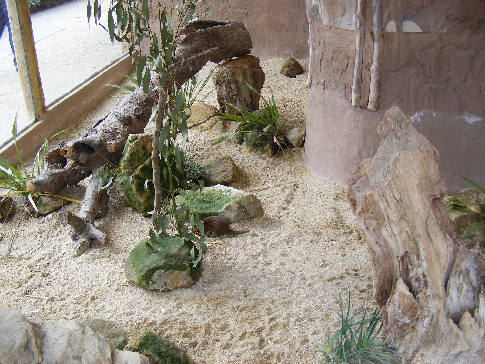 Part of dwarf mongoose enclosure at Drusillas Park, 20 March 2011