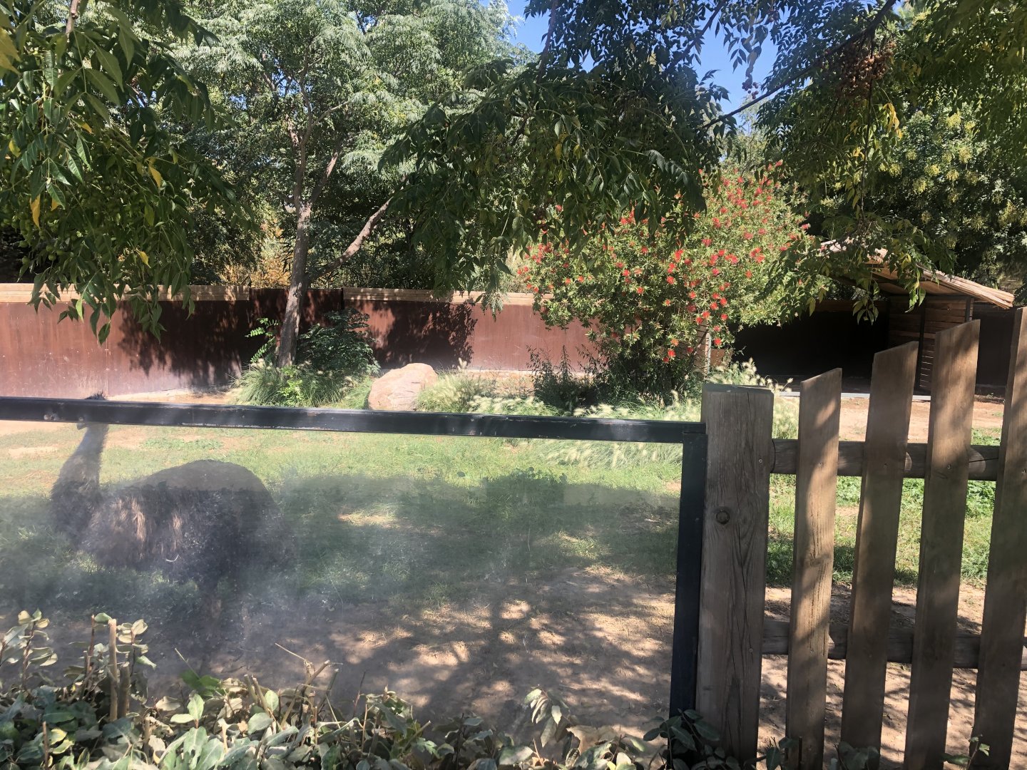 Part of Emu enclosure