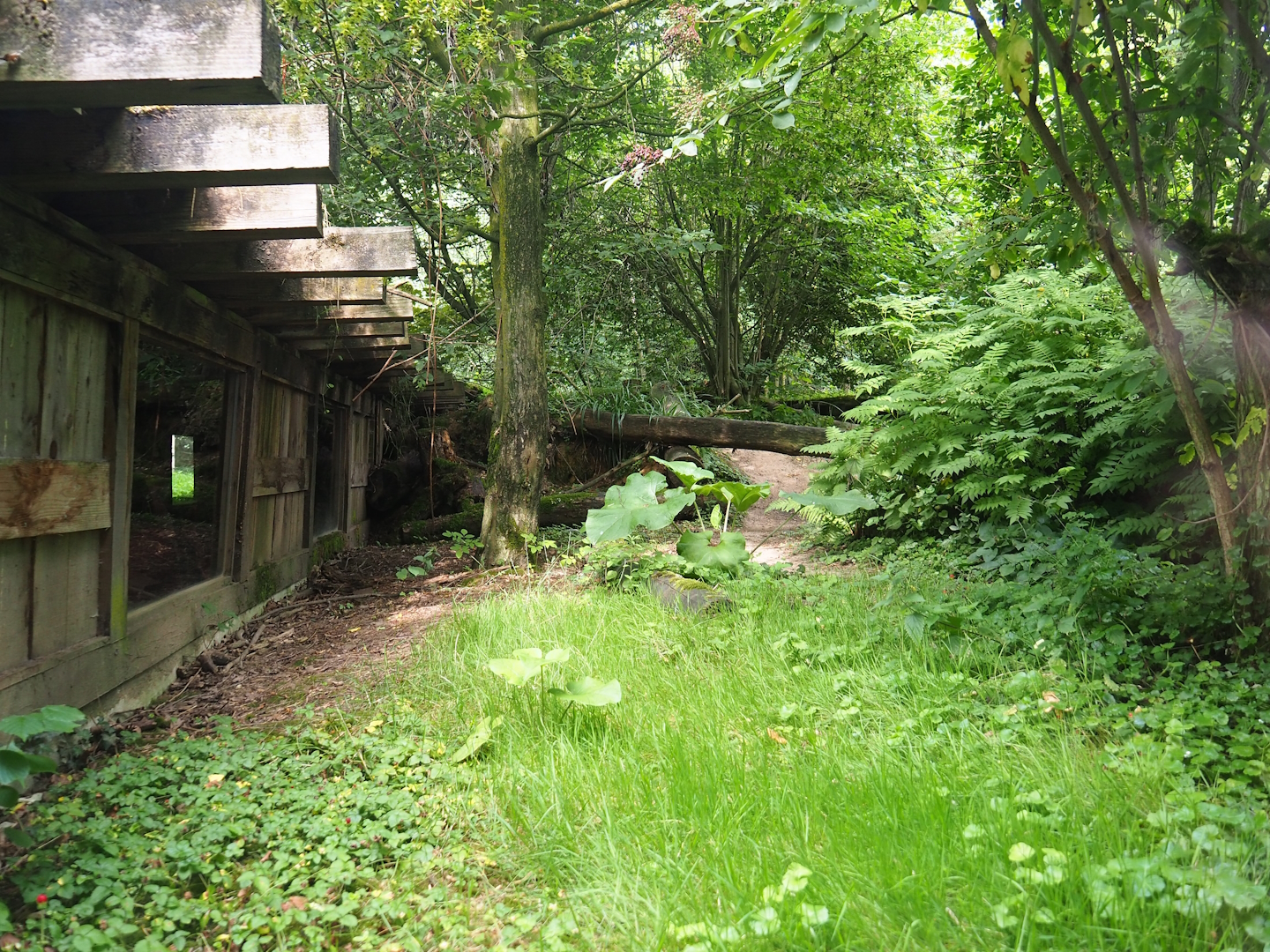 Part of Eurasian grey wolf exhibit and viewing tunnel, 2023-07-18