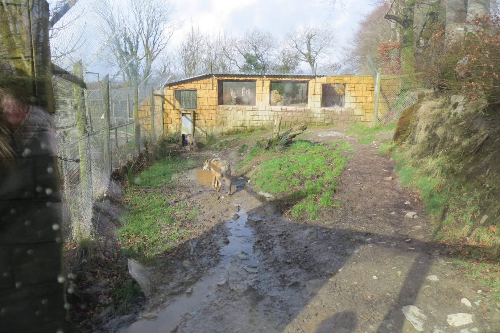Part of Eurasian wolf enclosure 040319
