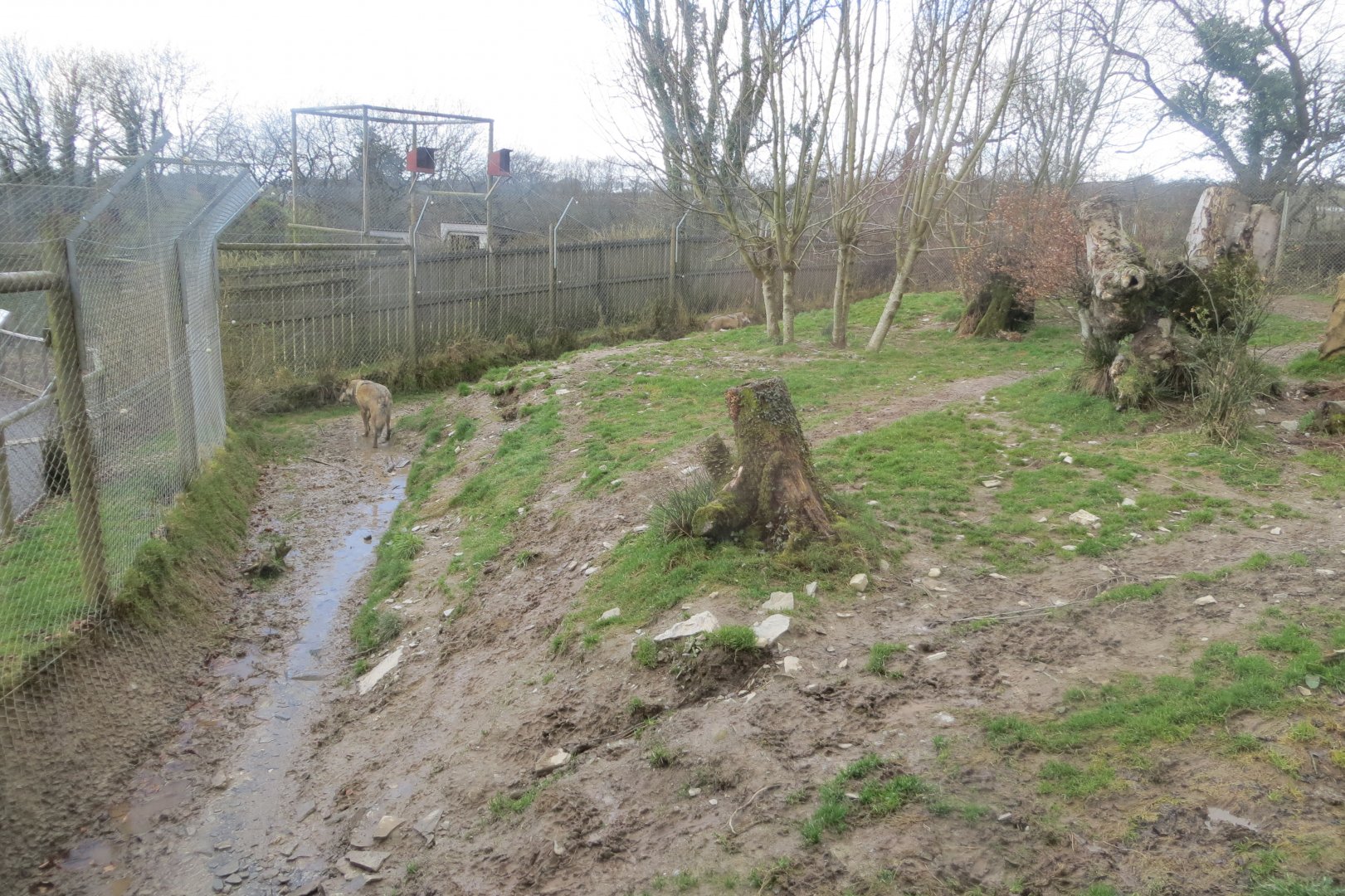 Part of Eurasian wolf enclosure 040319