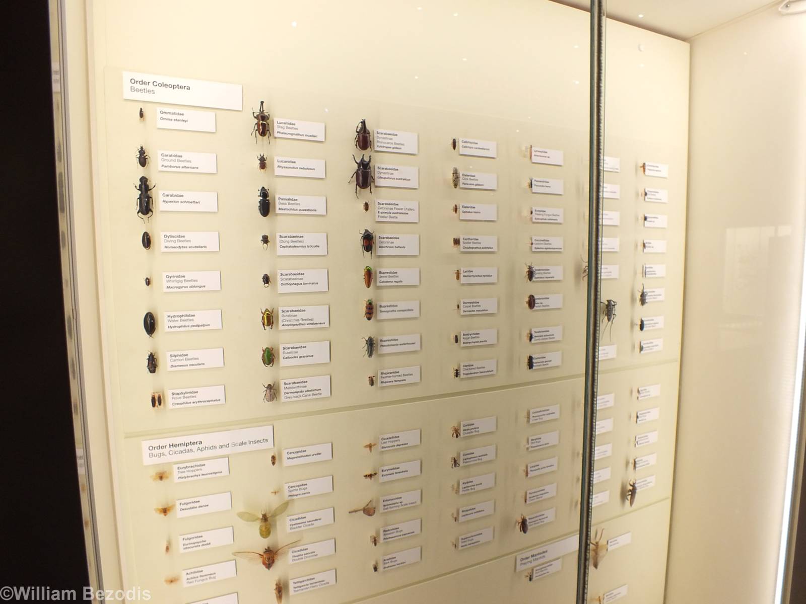 Part of Extensive Insect Display- Queensland Museum