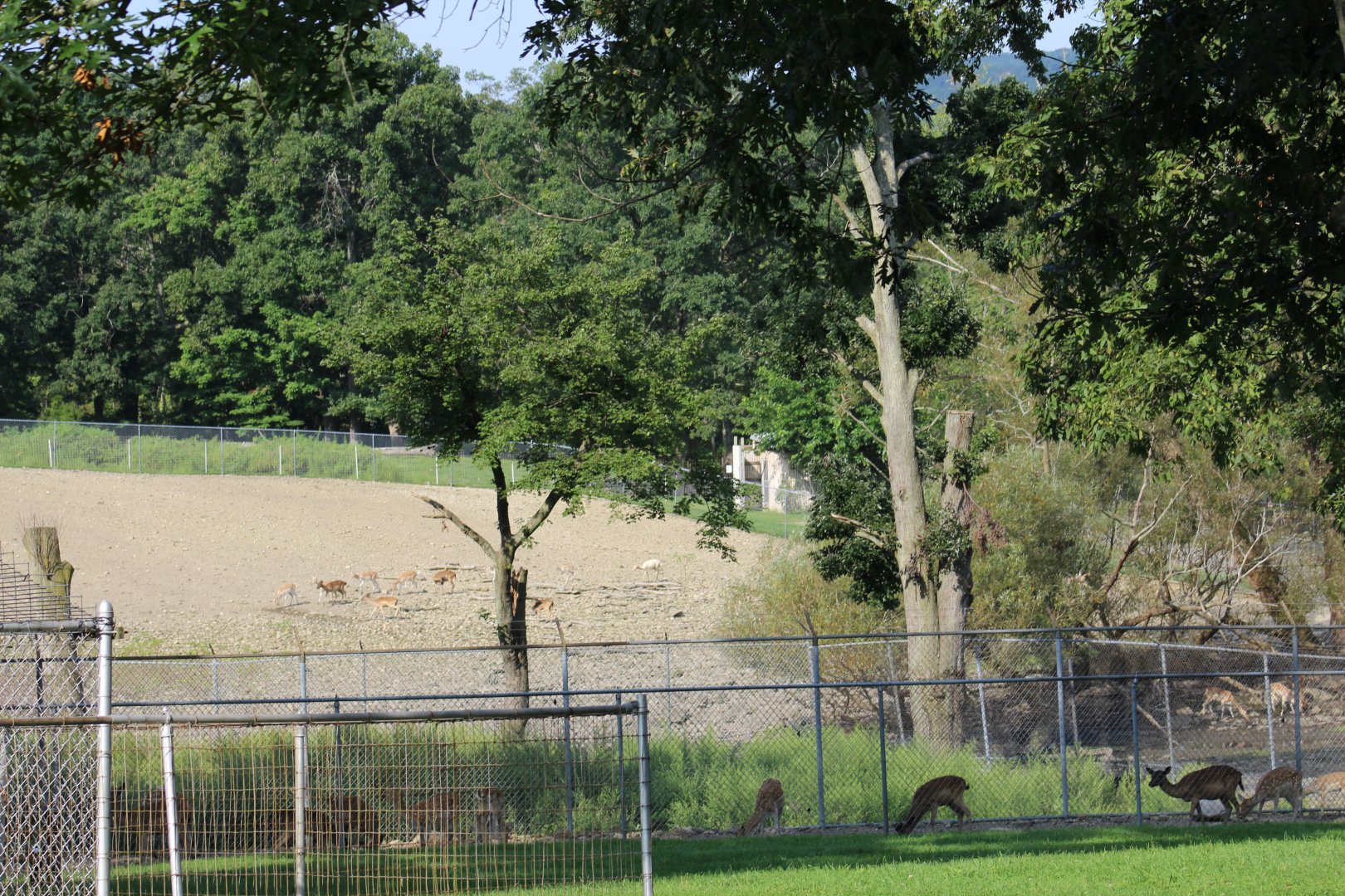 Part of Fallow Deer Yard
