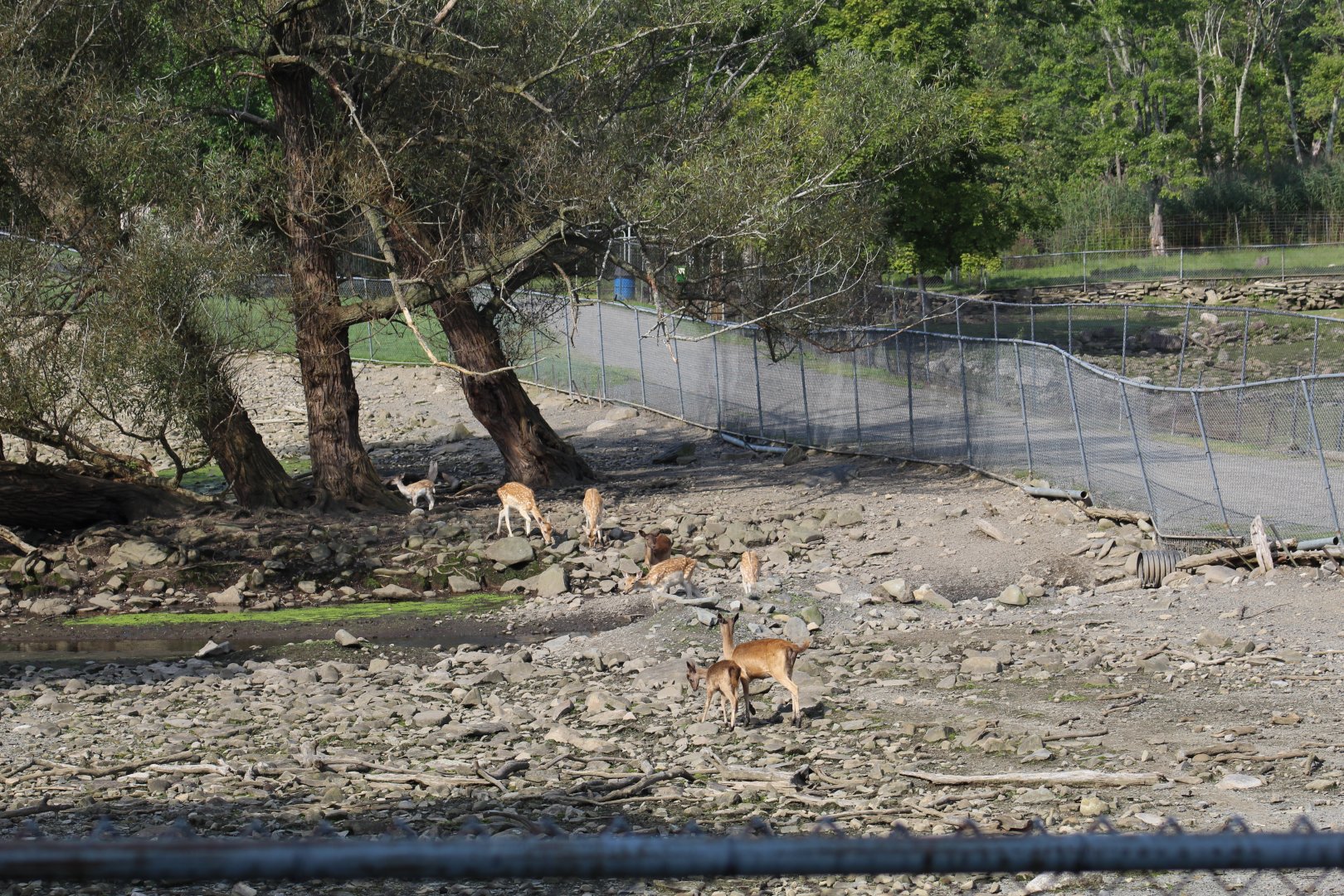 Part of Fallow Deer Yard