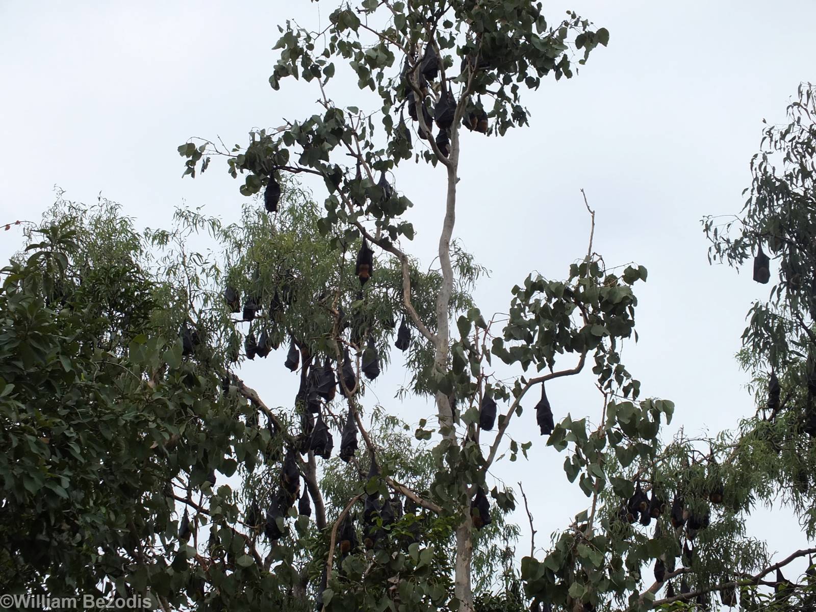 Part of Flying Fox Colony